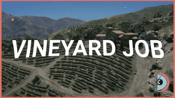 FiveM Vineyard Job with Full Winemaking Cycle